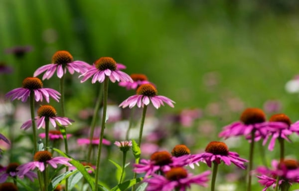 Echinacea 