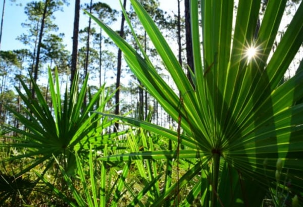 Saw Palmetto 