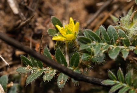 Tribulus Terrestris