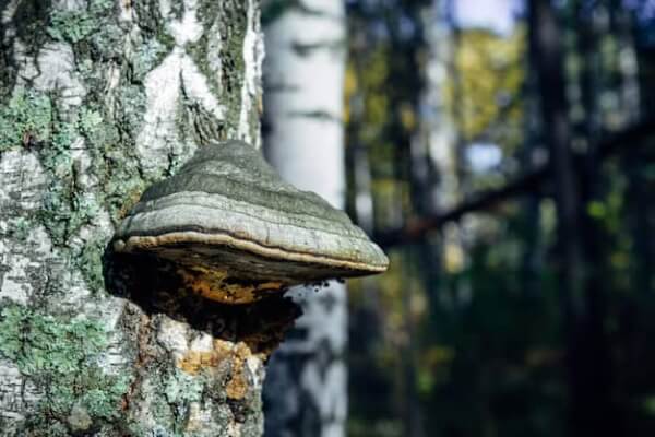 Μανιτάρι Chaga